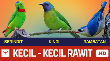 CABE RAWIT❗️PAS Untuk Rollingan‼️ KINOI-SERINDIT-RAMBATAN❗️