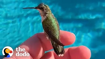 Man Finds Baby Hummingbird On The Side Of The Road | The Dodo