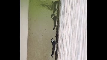 Huiszwaluwen maken nest