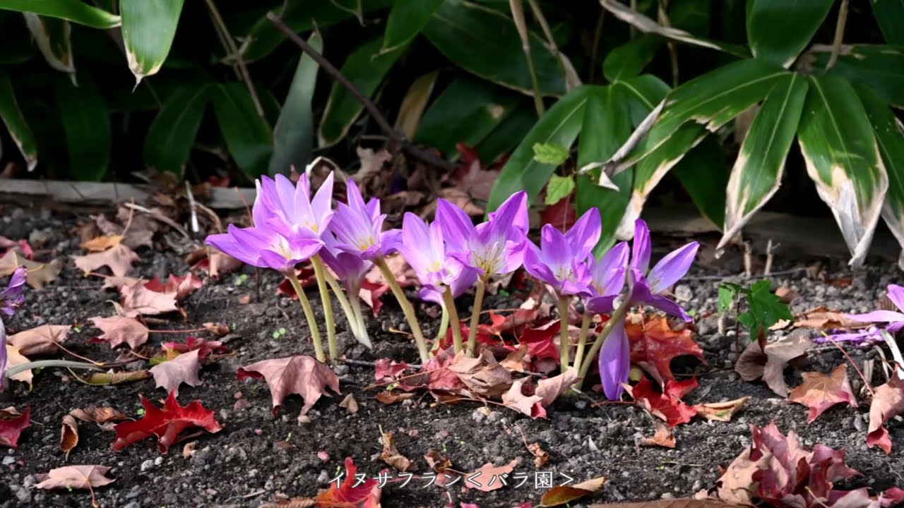 北海道大学の四季　植物園 2021秋