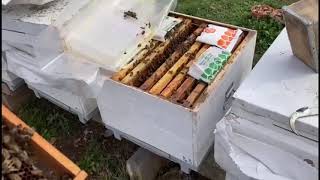 Başardık ,Ana Ari Sağlam ,Hedef Tuttu