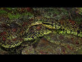 Jerdon&#39;s pit-viper from central China