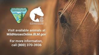 Wild Horse and Burro Online Corral