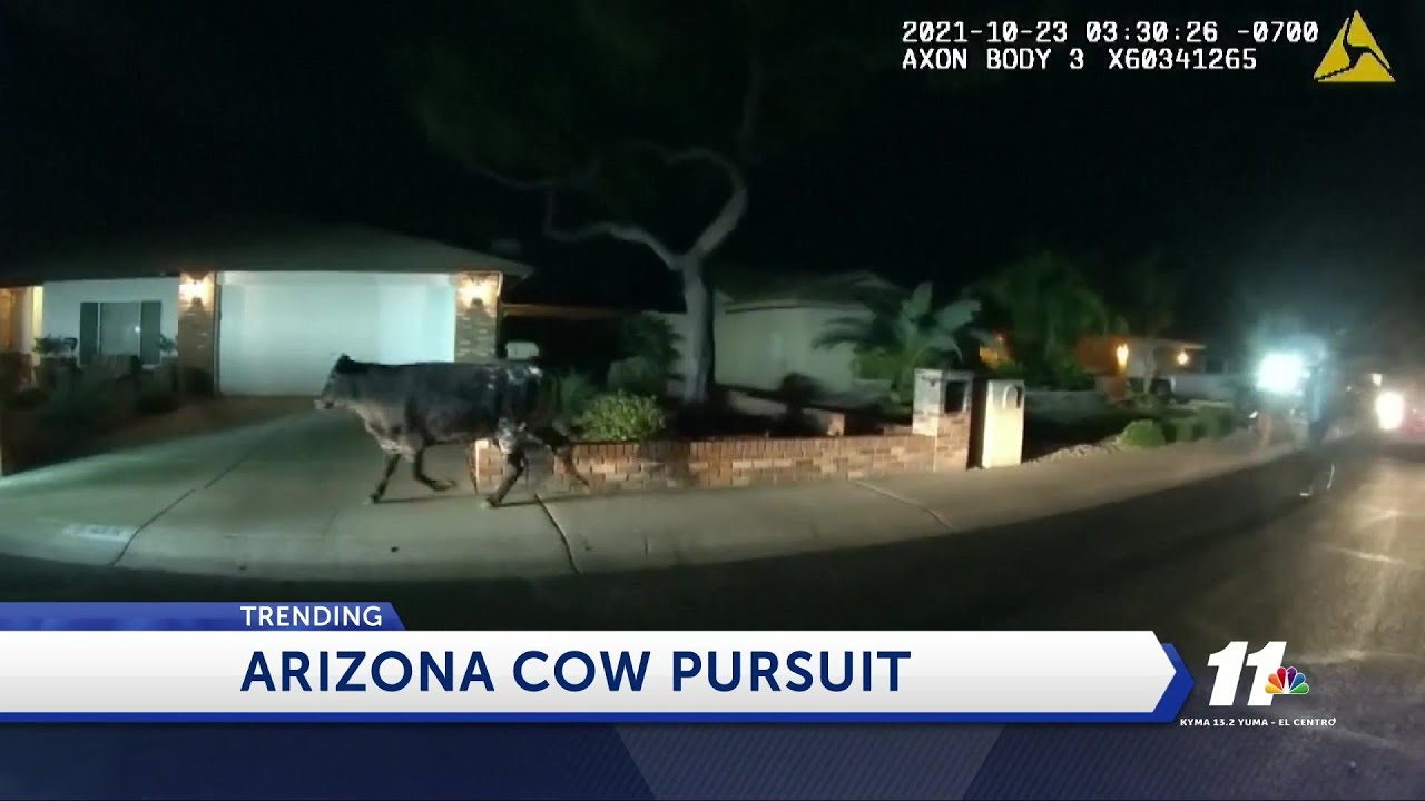 ARIZONA COW ON THE LOOSE