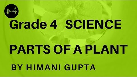 Class 4| L-1| PLANTS: Parts of the plant| Explained by Ms Himani Gupta