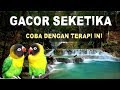 Terapi Lovebird, Relaksasi  Suara air dan Lovebird ngetik Ngekek Bersautan