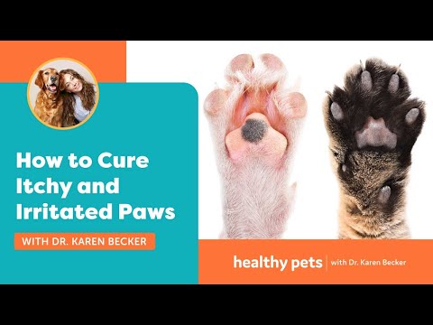 how-to-cure-itchy-and-irritated-paws