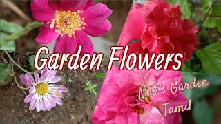 Blooming Beauty: Exploring Delicate Garden Flowers
