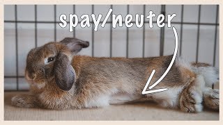 I GOT CINNABUN SPAYED (everything you need to know about a rabbit spay/neuter)
