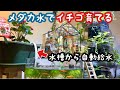 メダカ水でイチゴが育つのか【そうめんスライダー庭園DIY】aquarium