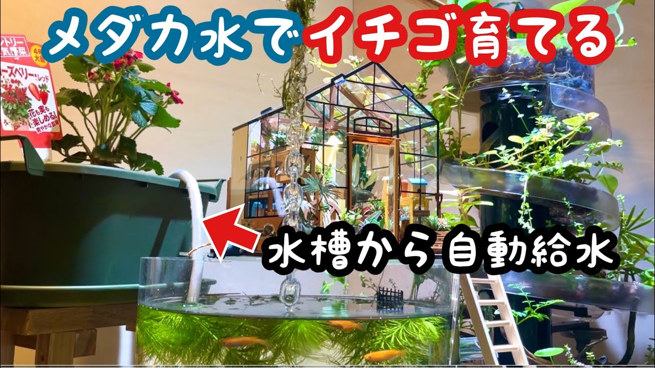 メダカ水でイチゴが育つのか【そうめんスライダー庭園DIY】aquarium