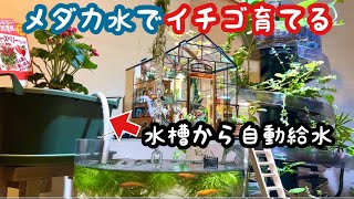 メダカ水でイチゴが育つのか【そうめんスライダー庭園DIY】aquarium
