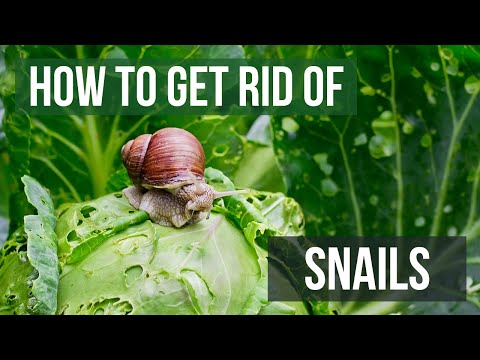 Video: How To Escape From Snails In The Country