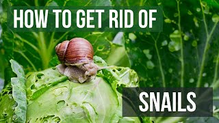 How to Get Rid of Snails (4 Easy Steps)
