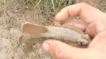 Cách cắm câu cá thòi lòi biển và test ăn thử món cá nướng mọi | ngọc thuận