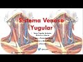 Anatomía - Venas Yugulares Anterir, Externa e Interna (Origen, Trayecto, Afluentes)