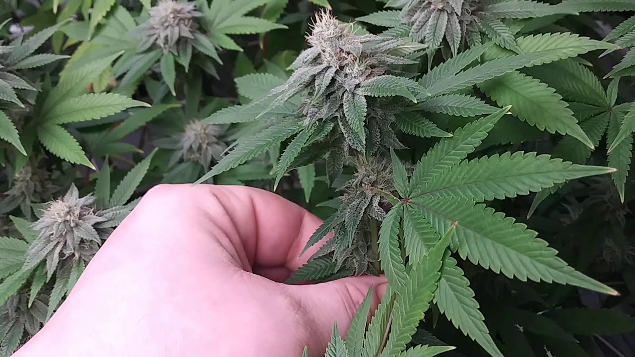 Day 30 Flower Update