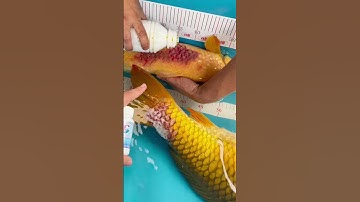 Treatment of bacterial infections in koi fish