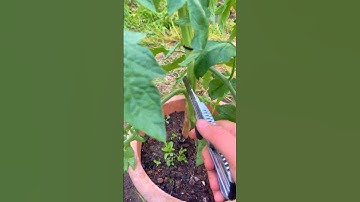 Pruning tomato plants  #tomatoes  #roomtogrow#garden#gardening #agriculture #tomato
