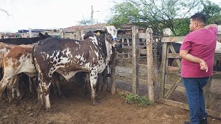 GADO DE LUXO SÓ EM CACHOEIRINHA-PE.   23-05-2024 #nordeste