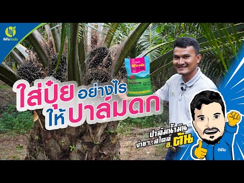 วีดีโอ: ความต้องการปุ๋ยต้นปาล์ม – เคล็ดลับในการใส่ปุ๋ยต้นปาล์ม