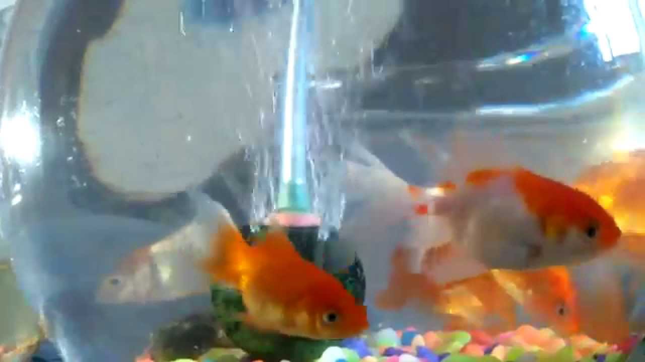 Gold fish bowl YouTube
