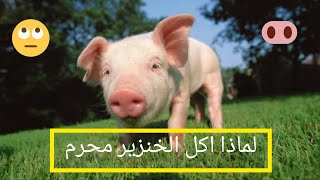 هل تعرف لماذا المسلمون لا يأكلون لحم الخنزير ??