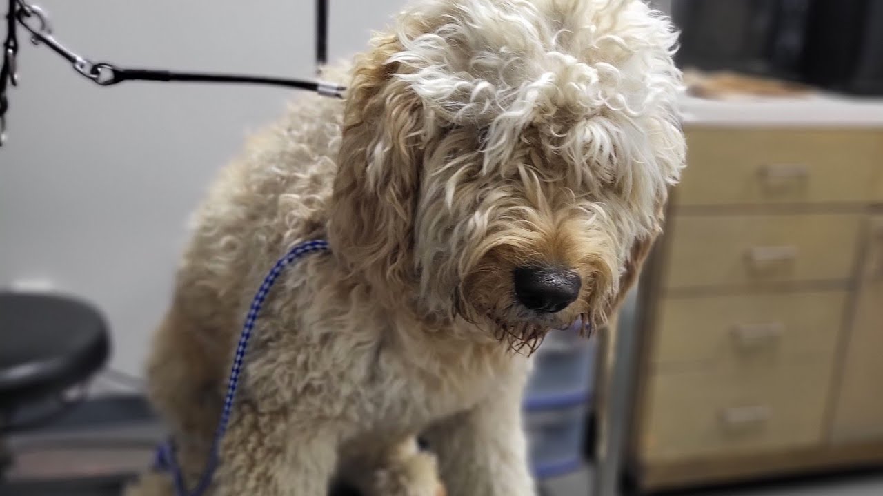Very Matted Goldendoodle PART 2 1HR matt removal YouTube