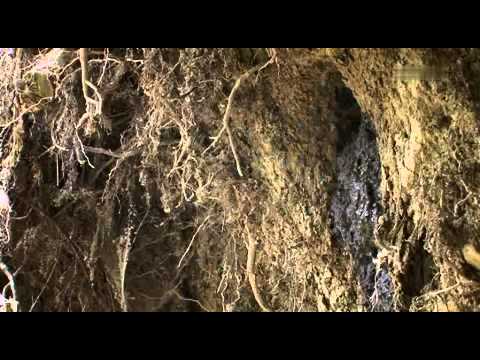 Namibia: Live stream at the Okaukuejo waterhole in Etosha National Park, Namibia