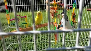 Parakeets enjoying a summer day!