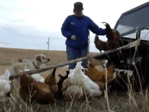 loading-chickens-with-clicker.avi