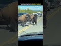“Epic Bison Fight in the Middle of the Road | Wild Yellowstone Moment 🦬🔥”