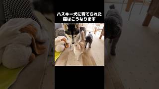 ハスキー犬に育てられた猫はこうなります...#shots