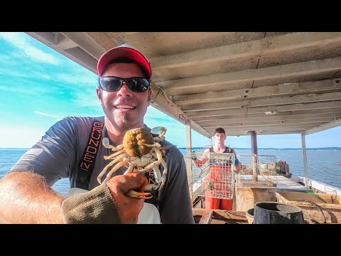 Video: Chesapeake Bay Krabber