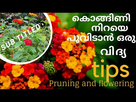 Lantana, കൊങ്ങിണി പൂക്കൾ, Tips for care flowering, Malayalam, Methods of pruning, Varieties