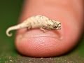 Le plus petit caméléon du monde - ZAPPING SAUVAGE
