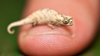 The smallest chameleon in the world