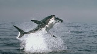 Tubarão Branco X Foca, salto espetacular, Animais selvagens, Confrontos animais, batalha animal,