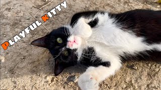 Kitty digs ground and poops and plays hide and seek with me by Cats Land 550 views 5 months ago 4 minutes, 24 seconds