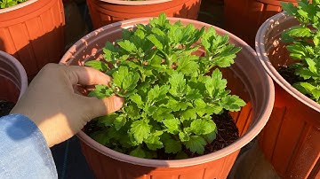 Cơi Đọt Lần 3 Cho Cúc Mâm Xôi 5 Cơi