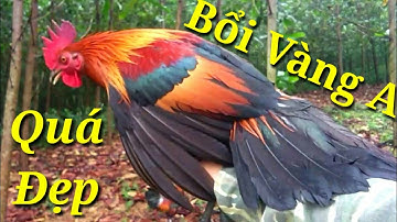 Bẫy gà rừng mới nhất ngày 28/2/2021. Mồi tơ lập công đầu 01