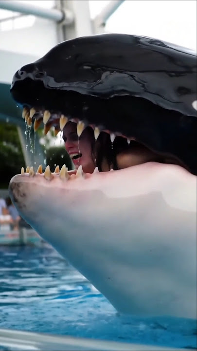 Jessica orca Original video #jessica #orca #dolphin