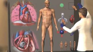 Body Map for Blood, Heart and Circulation Select One: Arteries Blood Heart Veins Blood, Heart and Ci