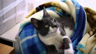 Cat Beds,可愛い猫のベッド,Кровать кошки★cat25