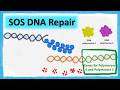 SOS, DNA repair