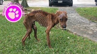 A Miracle Happened To This Dog! by Paws on Curacao [ Animal Rescue Channel ] 52,078 views 4 years ago 5 minutes, 11 seconds