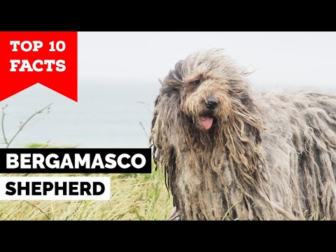 Video: Bergamasco Sheepdog Breed Bilder, Eigenschaften Und Fakten