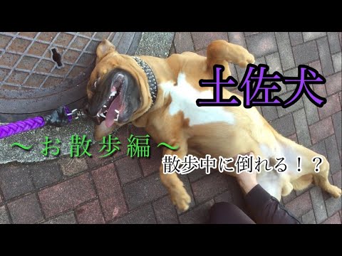 土佐犬の動画 画像 動画検索 マイルドサイト