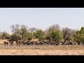 Buffalo herd going to drink at Zakouma National Park - Chad