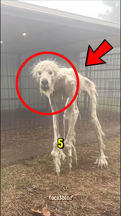 'Top 5 Most Beautiful and Rare White Albino Animals in the World😱😨'